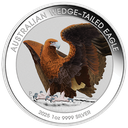 Australien Wedge-Tailed Eagle 1 Unze Silbermünze 2025 coloriert - Coincard